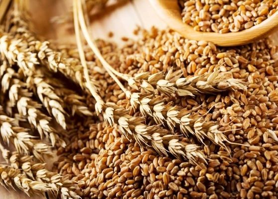 Від початку сезону експортовано понад 5 млн тонн українських зернових