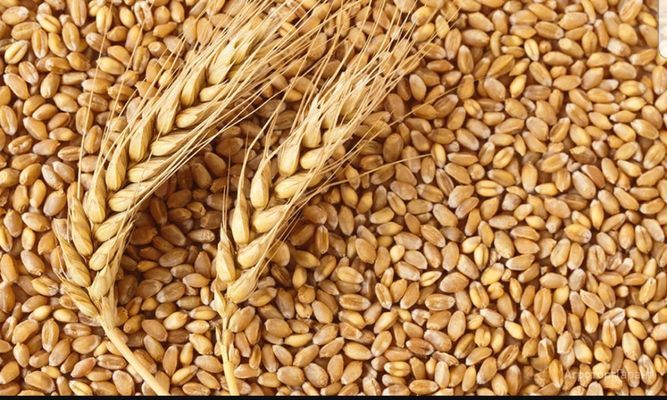 Україна стане однією з найсприятливіших країн для вирощування пшениці, - прогноз