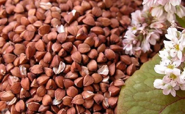 У Сумській області збирають просо та гречку