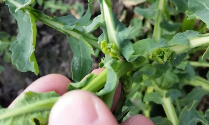 В Николаевской области частично повреждены посевы озимого рапса