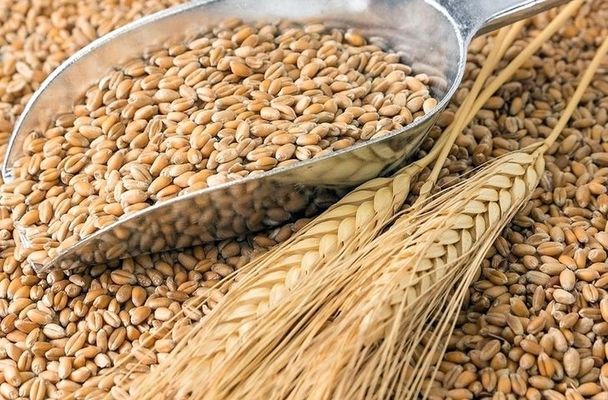 Українську пшеницю на тендері закупив Пакистан 