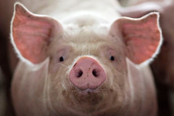 У серпні ціни на живець свиней були стабільними