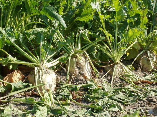 У східній частині Вінницької області посіви цукрових буряків у критичному стані 