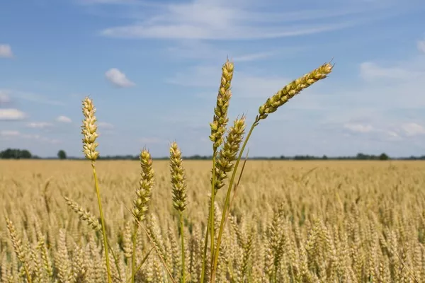 Йорданія закупила у «Нібулона» 120 тис. тонн української пшениці 