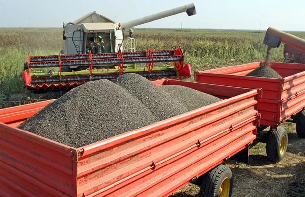 Подсолнечник нового урожая пошел на элеватор Kadorr Agro Group