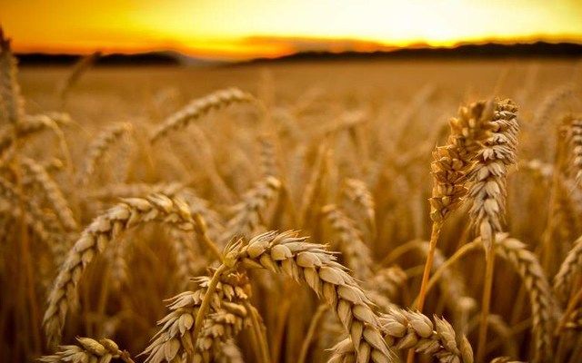 Експерти IGC підвищили прогноз світового виробництва пшениці 
