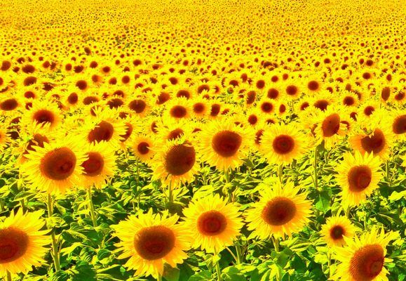 В Україні намолочено 220 тисяч тонн соняшнику