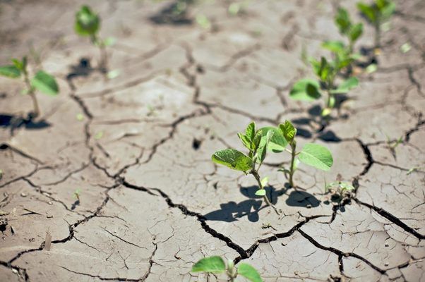 Південь України може стати пустелею — думка