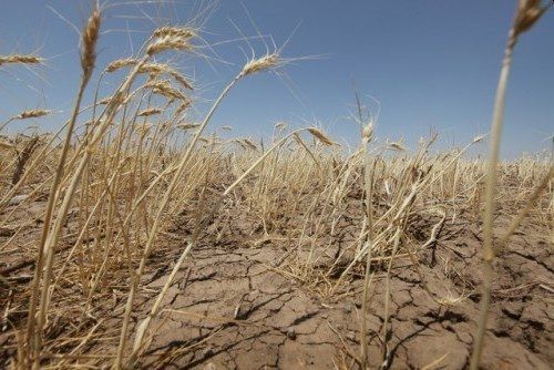 На всій території України зберігається сильна посуха — Метео Фарм