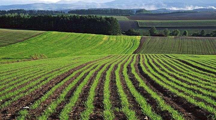 Дрібні фермери не зможуть конкурувати з агрохолдингами при купівлі землі — думка