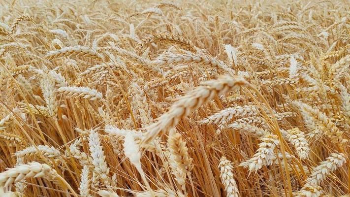 Вчені світового рівня поділяться досвідом вирощування пшениці