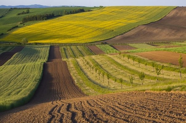 У Раді зареєстрували законопроєкт щодо підвищення захисту інтересів власників земельних ділянок