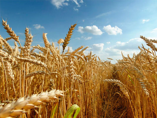 В Україні зростають ціни на борошномельну та фуражну пшеницю