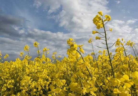 Повышен прогноз урожая рапса в Европе