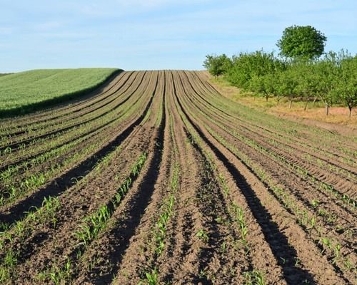 Зниження врожаїв не вплине на продовольчу безпеку Кіровогорадщини — думка