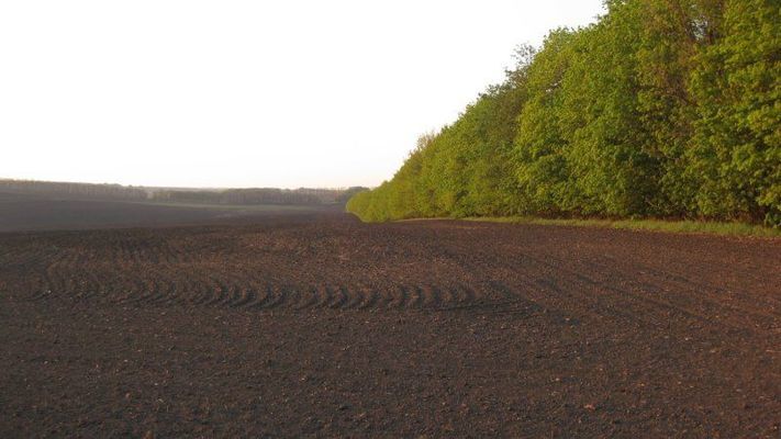 Уряд компенсуватиме витрати на відновлення лісосмуг