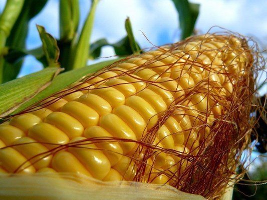 Из-за неурожая Китай станет лидером по импорту кукурузы