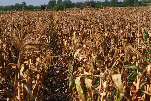 Влада допоможе фермерам, які зазнали збитків через посуху