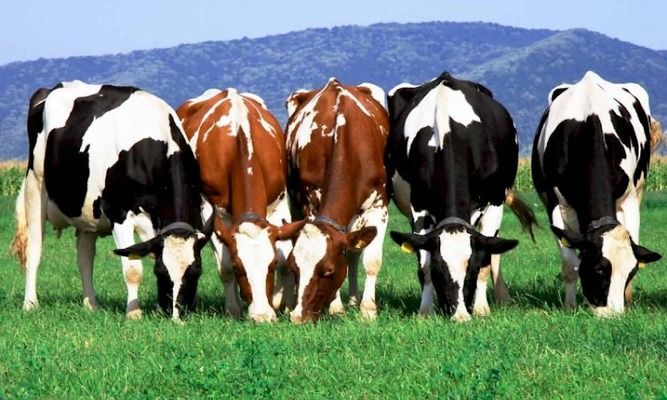В украинских агропредприятиях снизилось поголовье крупного рогатого скота