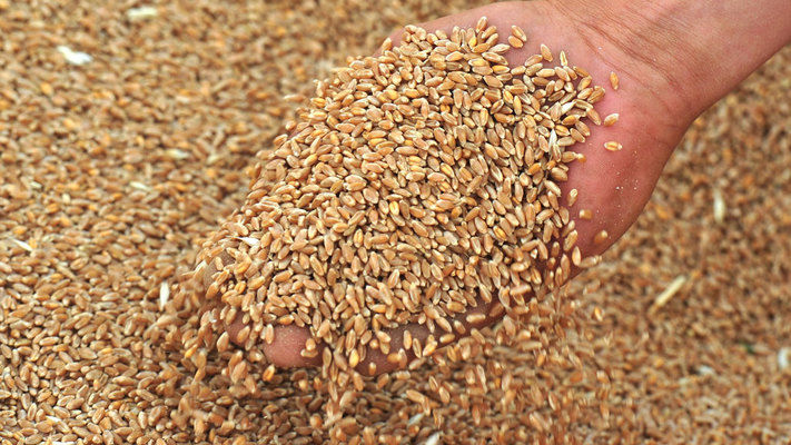 Котирування української пшениці на біржі вищі, ніж пшениці з ЄС