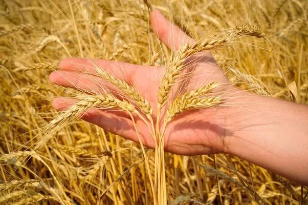 Ефіопія проведе тендери на закупівлю пшениці