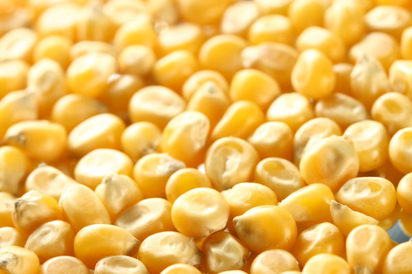 В США цены на кукурузу выросли до 6-месячного максимума 