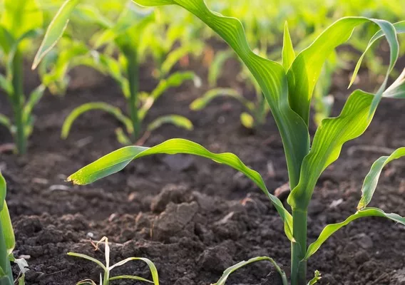 НААН України створить гібриди кукурудзи, що можуть дати врожайність до 17 т/га