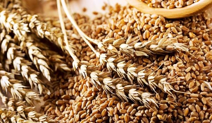 Цены на Черноморскую пшеницу продолжают расти