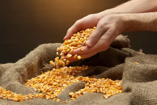 За 10 місяців 2019/20 МР Україна зменшила обсяг експорту кукурудзи на 4%