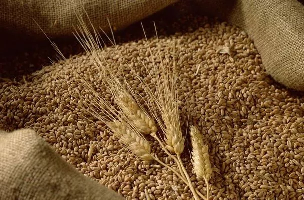 Итоги августа: кто покупает украинское зерно? 