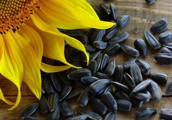 Експорт насіння соняшнику з України скоротився більш ніж на 40%