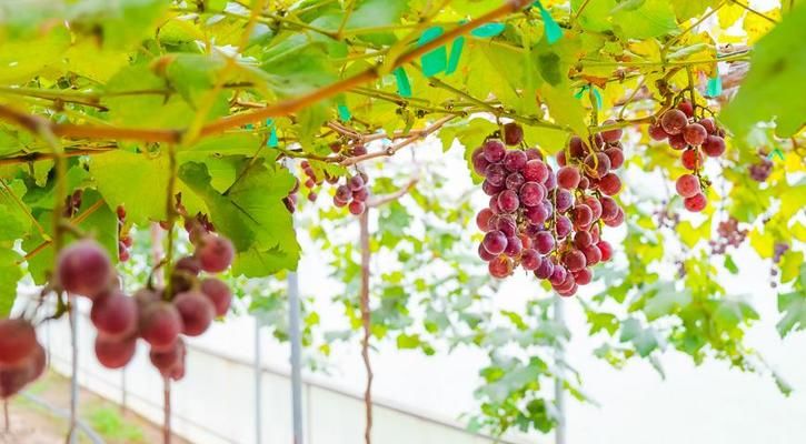 На Волині фермер в теплиці вирощує 57 сортів винограду