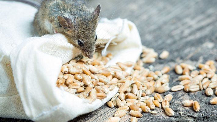 Нашестя мишей з ЄС або куди зникло 150 тис. тонн зерна?