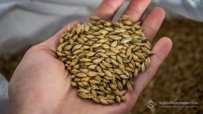НААН озвучила результаты испытания высокоурожайных сортов пшеницы, ячменя и гороха