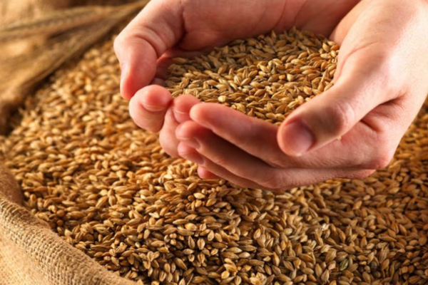 Качественные показатели украинской продовольственной пшеницы урожая 2020 г. являются хорошими 
