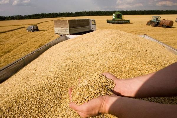 В Украине сократились запасы почти всех зерновых 