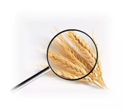 Государственный зерновой фонд Азербайджана отмечает низкое качество местного зерна