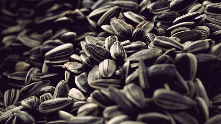 В Україні обмолочено 36% посівів соняшнику