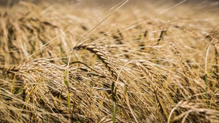 Украина увеличит объем экспорта ржи в 16 раз