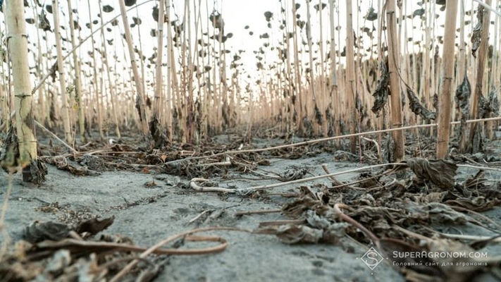 Внаслідок посухи Одещина втратила 30% дрібних фермерських господарств