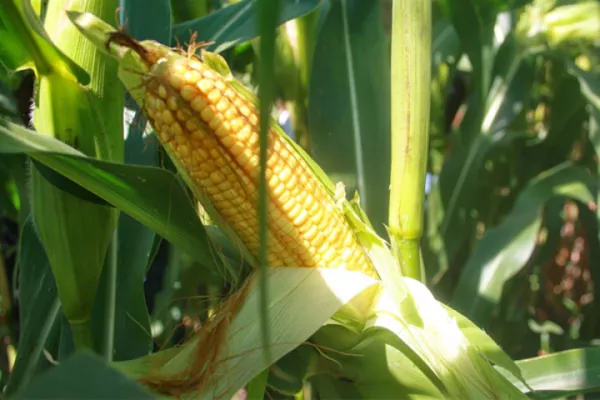 Гібрид кукурудзи, посухостійкість якого оцінюється в 9 балів із 9