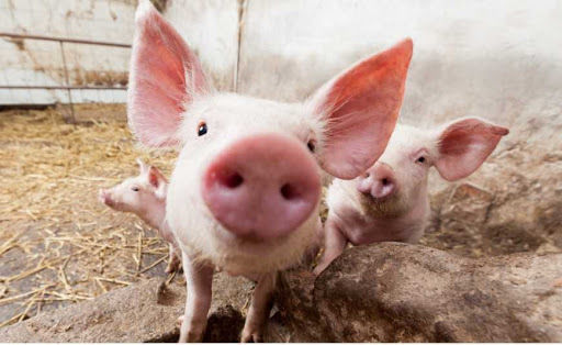 В Україні на 2% подешевшав живець свиней