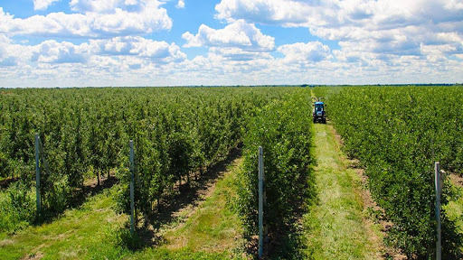 Уряд продовжив строки подання документів на отримання дотацій у галузі садівництва і тваринництва