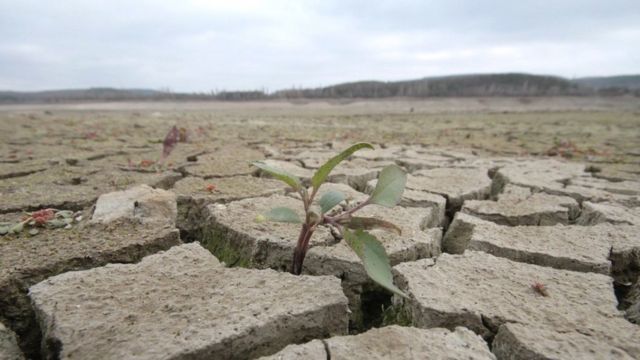 Через відсутність дощів посівна кампанія озимих може бути зірвана