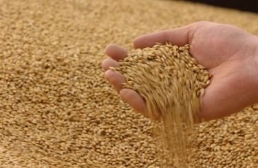 Испания: импорт пшеницы в 2017/18 МГ возрастет на 43%