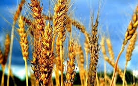 В США зменшились ціни на пшеницю