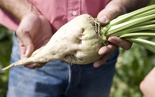 Виробництво цукру цього року на 19% менше, ніж минулого
