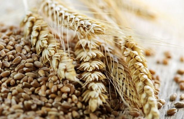 Украина проэкспортировала зерна на 11% меньше, чем в прошлом МГ