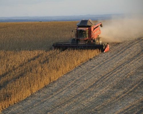 Сумщина занимает 1-е место в Украине по урожайности зерновых и зернобобовых культур