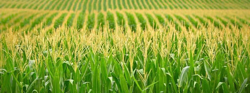 Силосная кукуруза заточена на высокую урожайность зеленой массы – эксперт
